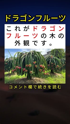 これがドラゴンフルーツの木の外観です 🤯🌵🐲