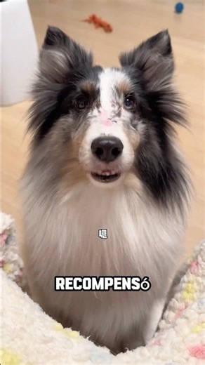 Cuando se les pide a los perros que limpien la casa 😆 #shortvideo