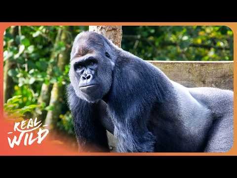 CONGO: Protecting The Home of The Gorillas