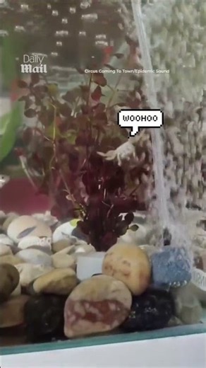 Crab has a super fun time playing in the aquarium