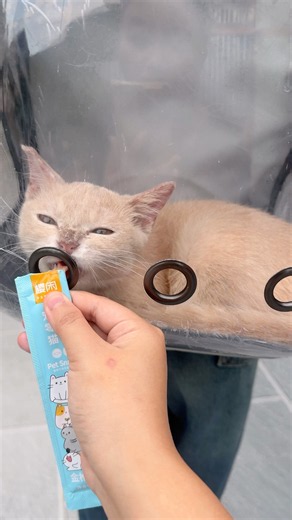 Funny video🐈- Feeding pets when the owner isn t paying att... # #comedy #shorts