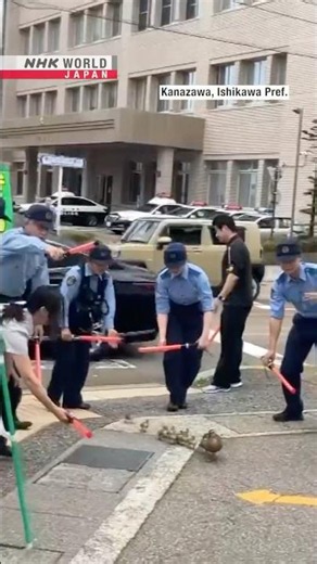 Police help duck and her brood cross the roadーNHK WORLD-JAPAN NEWS #shorts