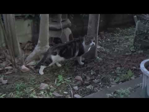 Impudent or Audacious (2): 2026/1/6: Getting bolder in that it does get nearer to Clenty