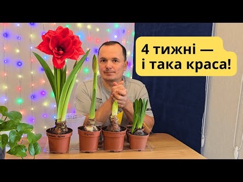 Incredible flowering of amaryllis indoors. Proper inspection and feeding.