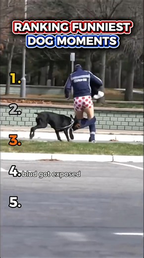 Ranking Funniest Dog Momentss