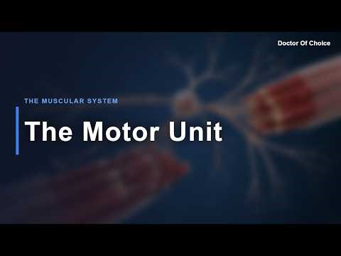 The Motor Unit | General Anatomy | Chapter 08 | Medical Podcast