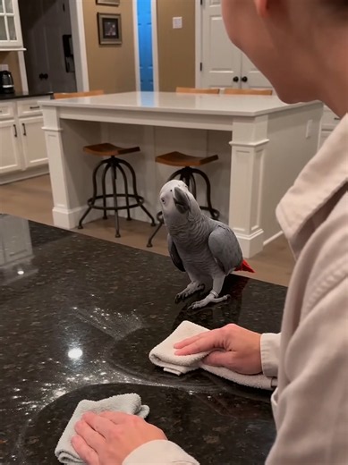 🦜 Everyday Chaos With My Clever African Grey! #AfricanGrey #TalkingParrot #ParrotComedy #FunnyParrot #PetTok