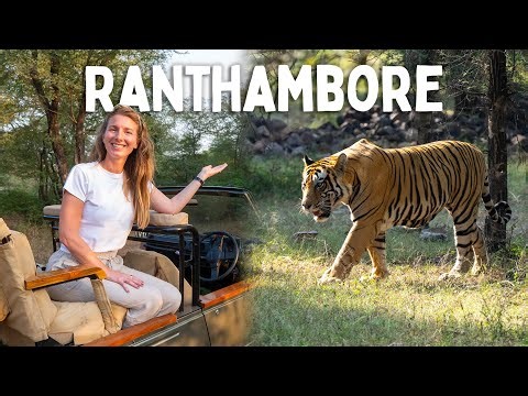 Inside India's FAMOUS Tiger Reserve | Ranthambore National Park 🇮🇳