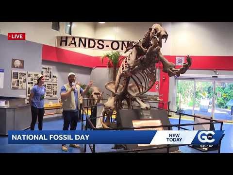 IMAGine That!: Celebrating National Fossil Day