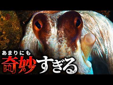 タコはなぜこれほど奇妙な身体をしているのか？