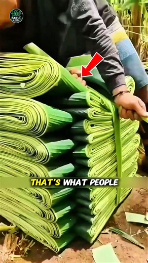Why India Turns Banana Leaves Into Plates 🤯 The Hidden Secret!