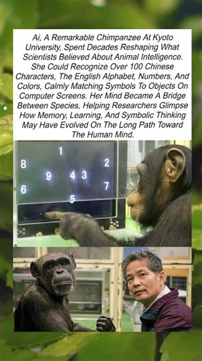 The Intelligent Chimpanzee Who Could Read Alphabets