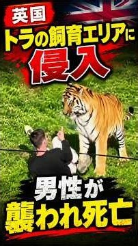 野生動物公園でトラの飼育エリアに入った男性、襲われ死亡 英国