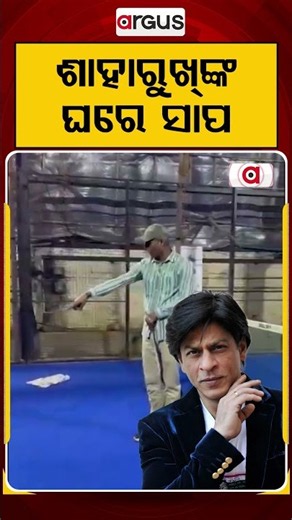 ଶାହାରୁଖ୍‌ଙ୍କ ଘରେ ସାପ | Snake Inside Shah Rukh Khan's Residence Mannat | Argus News