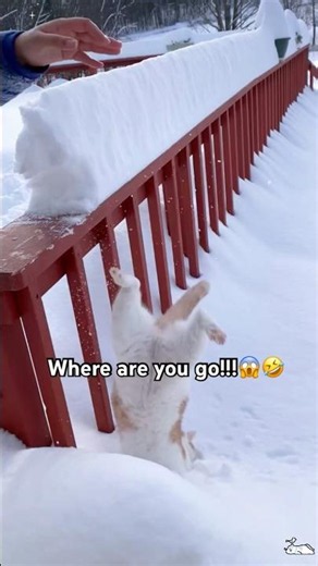 Where are you go!!!😱🤣 #cat #funny #shorts #cute