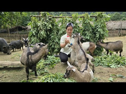Caring for adorable baby goats and looking after a mother pig that has just given birth | Lý Thị ca