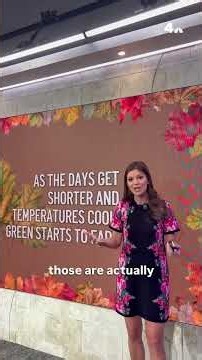 Why leaves change color? Storm Team4 Meteorologist Amelia Draper explains | NBC4 Washington