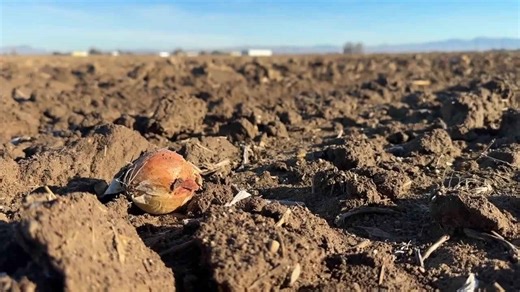 New WinCo coming to Caldwell