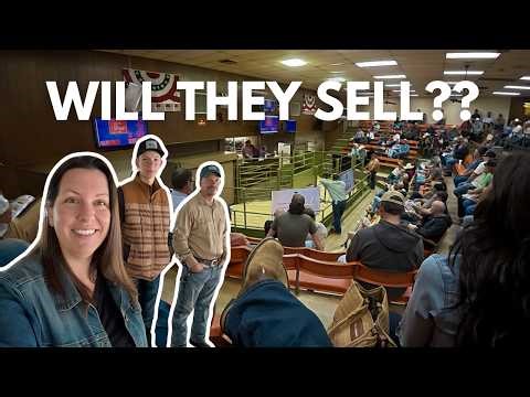 South Poll Live Cattle Auction