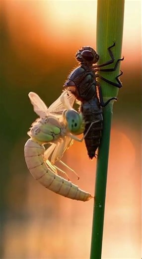 Alien Transformation Dragonfly Molting Exposed! 👽📸