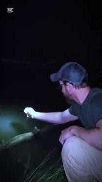 How to trap for fishing #survival #campping #birdtrap #bushcraft #campfire #campfiremagic #outdoors