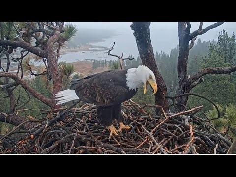 Jackie Comes To Nest With FISHING LINE CAUGHT In Her Beak! ⚠️ 🎣 Big Bear FOBBVCAM 12.26.25