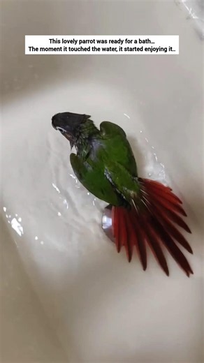 This lovely parrot was ready for a bath #parrot #moments