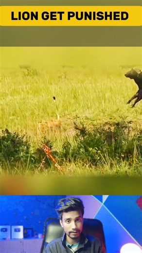 The Hunter Becomes the Hunted! Buffalo Chases Lion