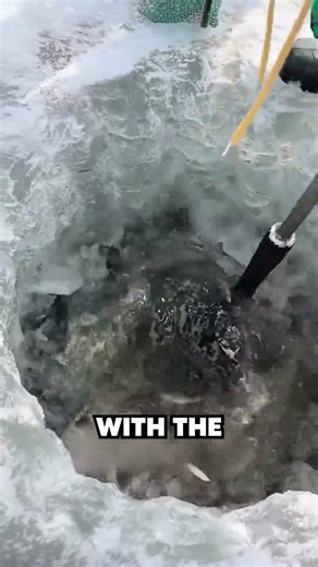 Why Fish Jump Out of Ice Holes🧊🐟