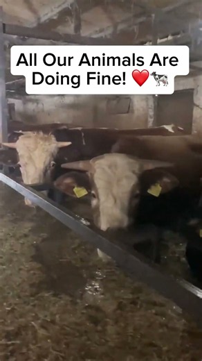 Our Animals Are Fine! ❤ #farming #cowvideos #bull