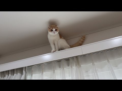 降りられなくなったフリして助けを求めてくる猫に困ってます…
