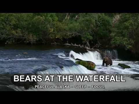 🔴 LIVE Brooks Falls Bears 24/7 | Katmai Alaska Brown Bears · Nature Sounds