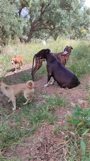#dogshorts #viral #animals #puppy #foryou #chihuahua #mix
