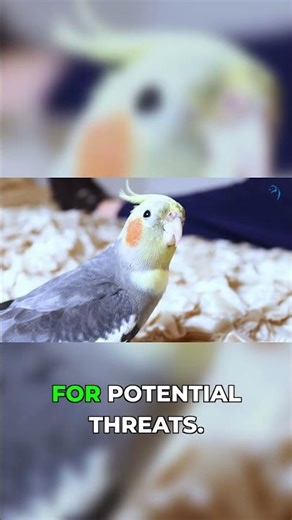 Your Cockatiel Can't Focus? FIX Your Training Space!