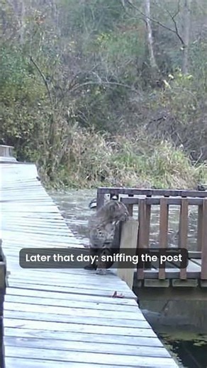 TWO Bobcats on Our Wildlife Bridge 😮 #Shorts