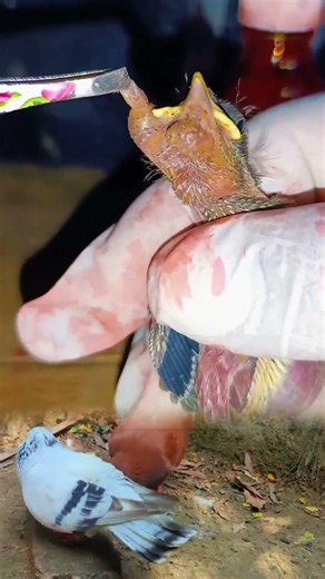 Shocking Botfly Removal from Tiny Bird 😱 | Satisfying Rescue