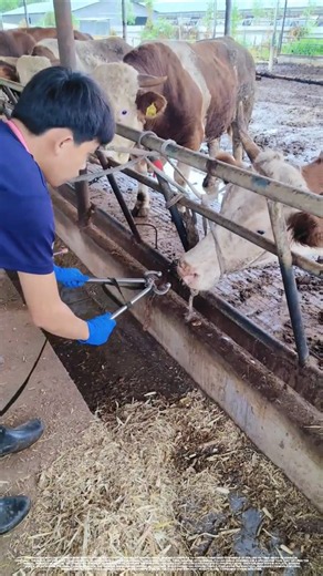 Why do cattle wear nose ropes?