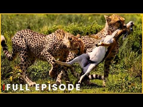 PLAINS SPRINTER - Cheetah Hunts with Blazing Speed (Full Episode) | Nature Animal Documentary