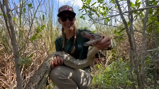They spotted a 10-foot python in the Florida swamp... then it vanished into the grass