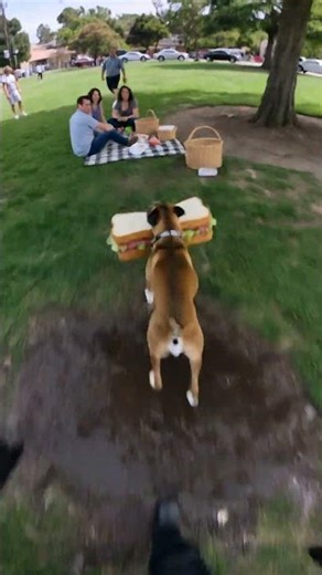 Boxer Dog Steals Giant Sandwich — Police Bodycam Chaos!