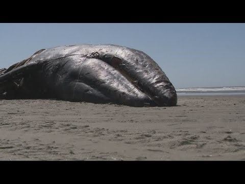 Latest dead whale washes ashore in Long Beach, the 14th this year