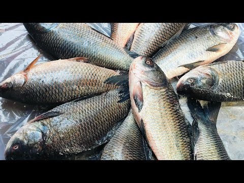 Sayed Abir Fishing is live