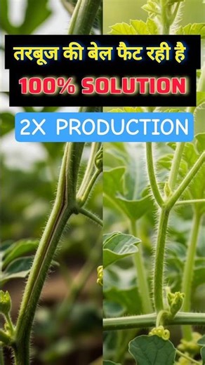 “Tarbuj ki Bel par darar dikhi? Abhi action lo warna fasal gayi! 😱”