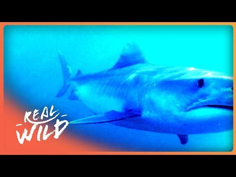 Tiger Sharks Feast on a Lost Blue Whale in New Caledonia's Lagoon