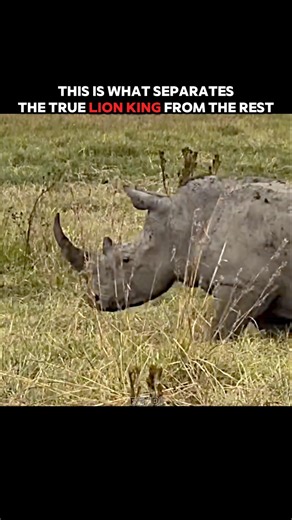 Lion vs Rhino: Every Lion Ran Away... Except One! 🦁🦏 #trending #animals #wildlife #youtubeshorts