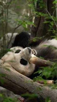 Two giant pandas arrive in Atlanta from China