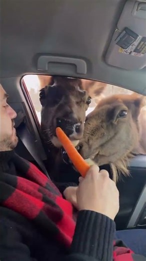 The Best of Québec Canada