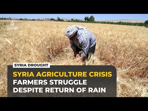 Syria rains end drought but wheat farmers face soaring costs, empty fields