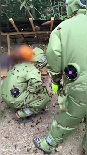 How to Handle Giant Hornets Safely #hornetnestremoval #wildliferescue #gianthornets