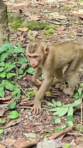 Best video of lovely baby monkey action very friendly and adorable with kind mum monkey.